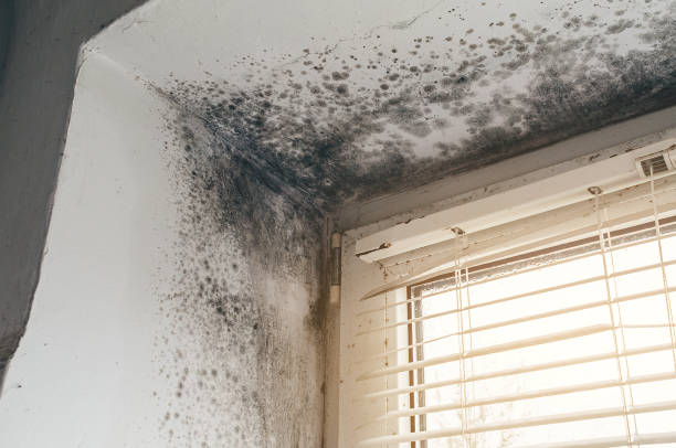 Affordable Mold Remediation solutions in Hebron, MD