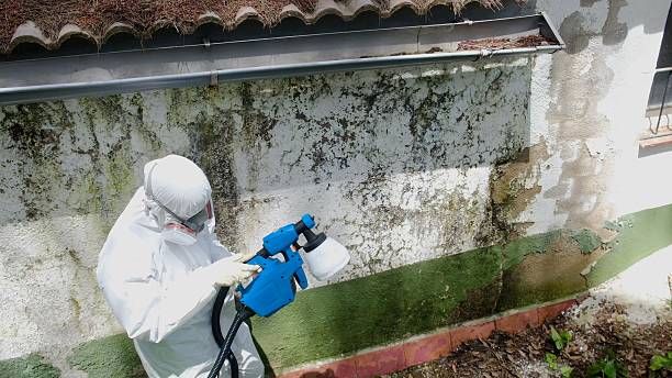 Top rated local Mold Remediation specialists in Hebron, MD